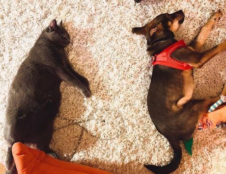 Talitha Stone's pets.